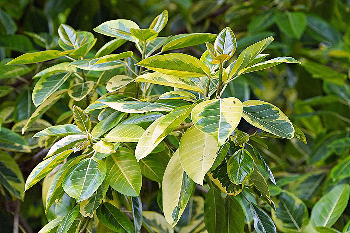 plant with green and yellow leaves
